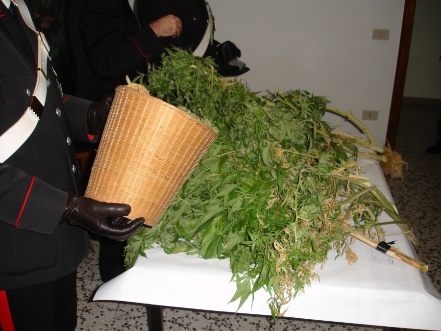 sequestro marijuana 11 dicembre 2009