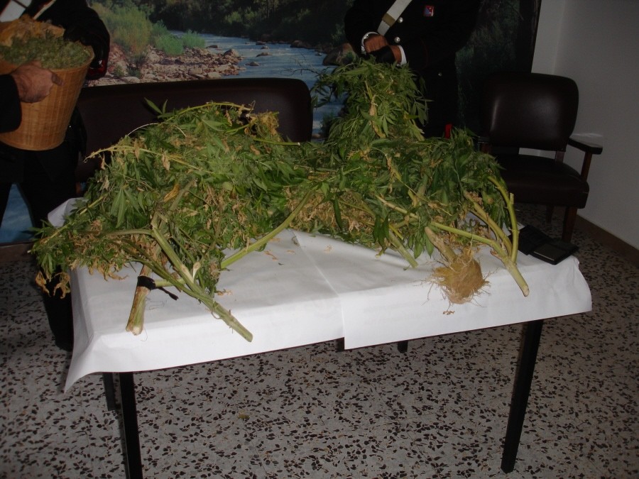 sequestro marijuana 11 dicembre 2009