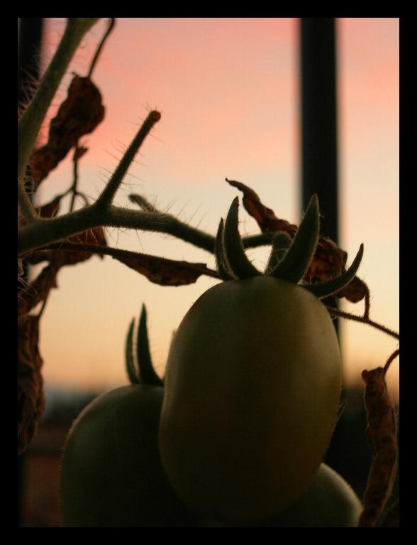 un pomodoro acerbo al tramonto