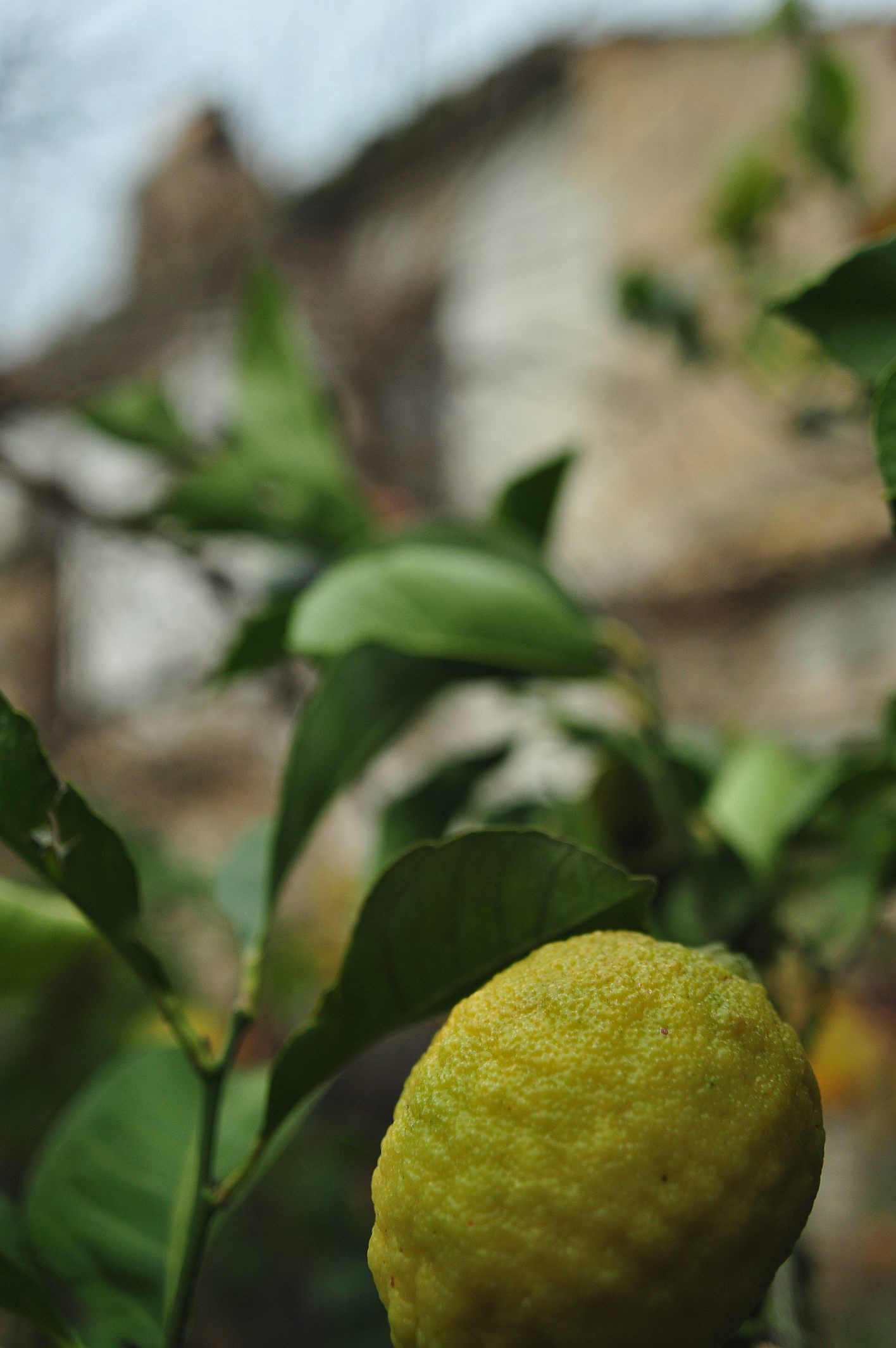 Limoni alla Masseria