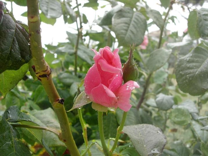 rosa d'agosto sotto la pioggia