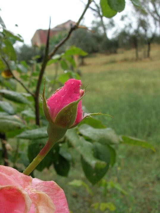 rosa...e casale